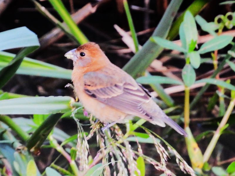 BLUE GROSBEAK