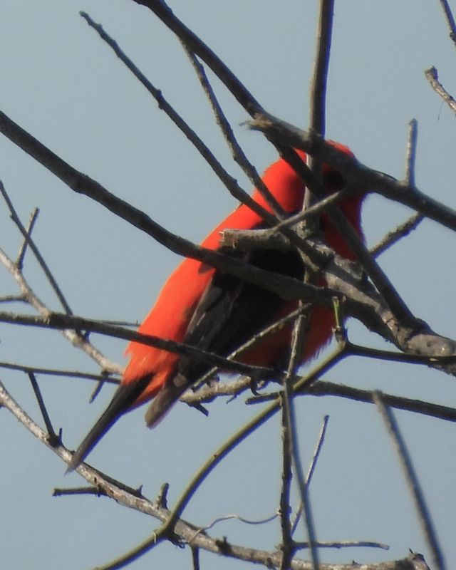 SCARLET TANAGER