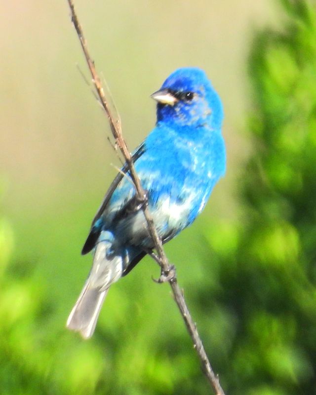 INDIGO BUNTING