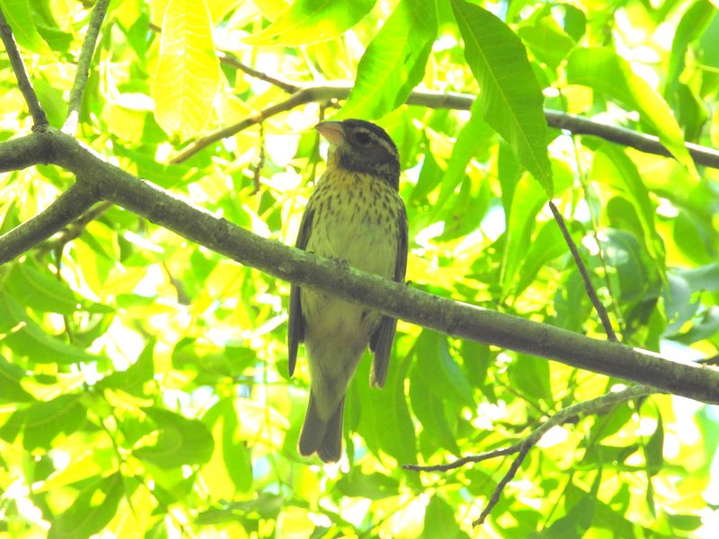 ROSE-BREASTED GROSBEAK (female)