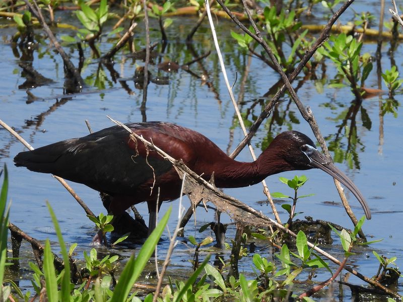 GLOSSY IBIS