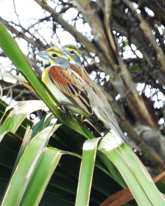 DICKCISSEL (males)