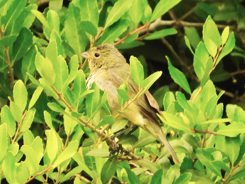 PAINTED BUNTING (female)