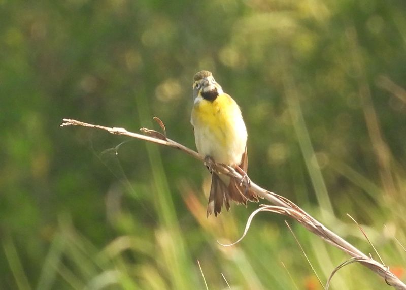 DICKCISSEL (male)