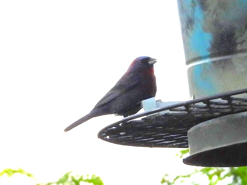 VARIED BUNTING (male)