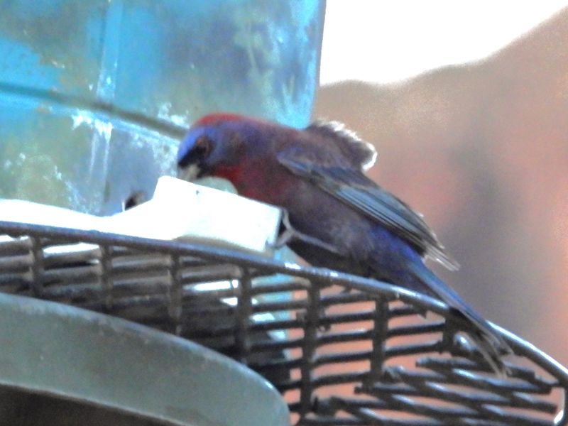 VARIED BUNTING (male)