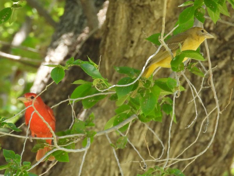 SUMMER TANAGER (pair)