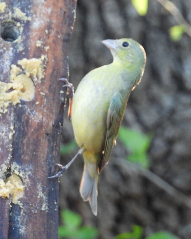 PAINTED BUNTING (female)