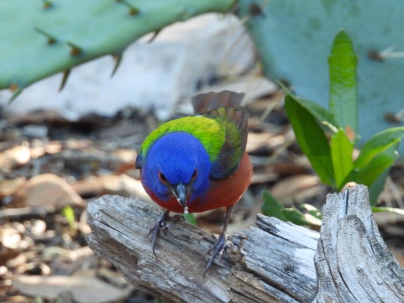 PAINTED BUNTING (male)