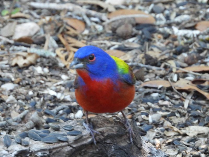 PAINTED BUNTING (male)