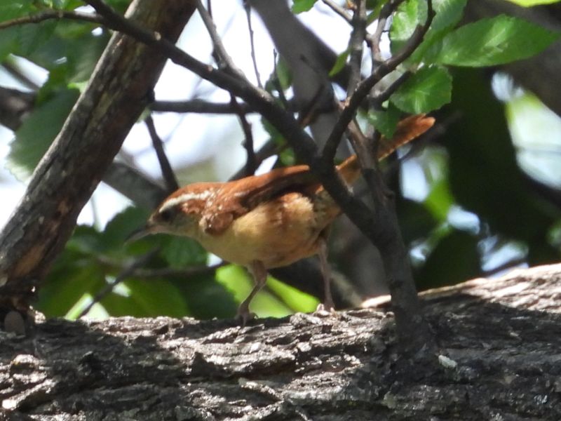 CAROLINA WREN