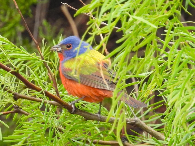 PAINTED BUNTING (male)