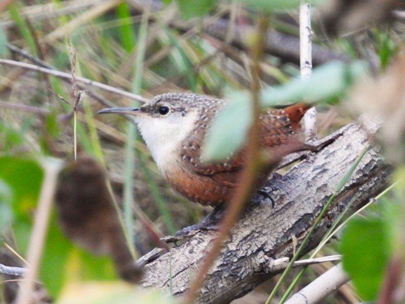 CANYON WREN
