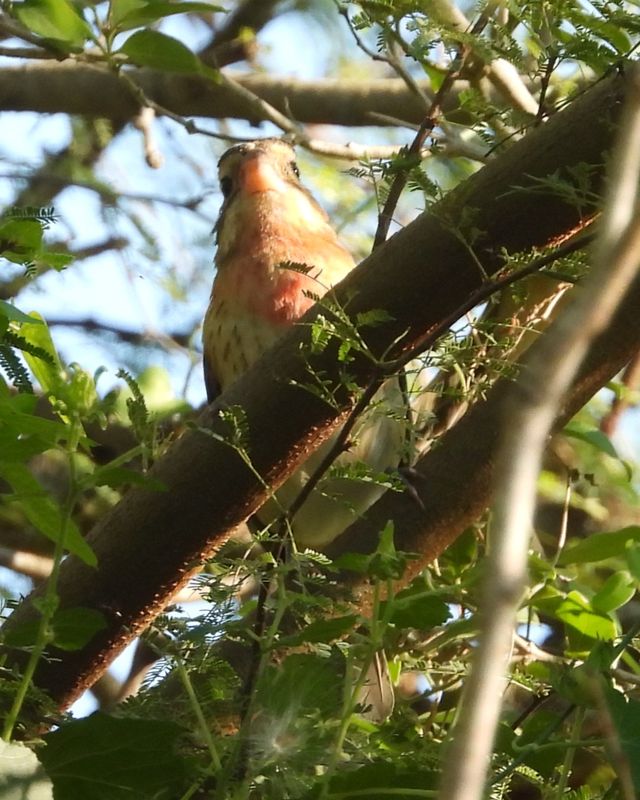 ROSE-BREASTED GROSBEAK (immature male)