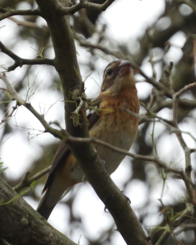 ROSE-BREASTED GROSBEAK
