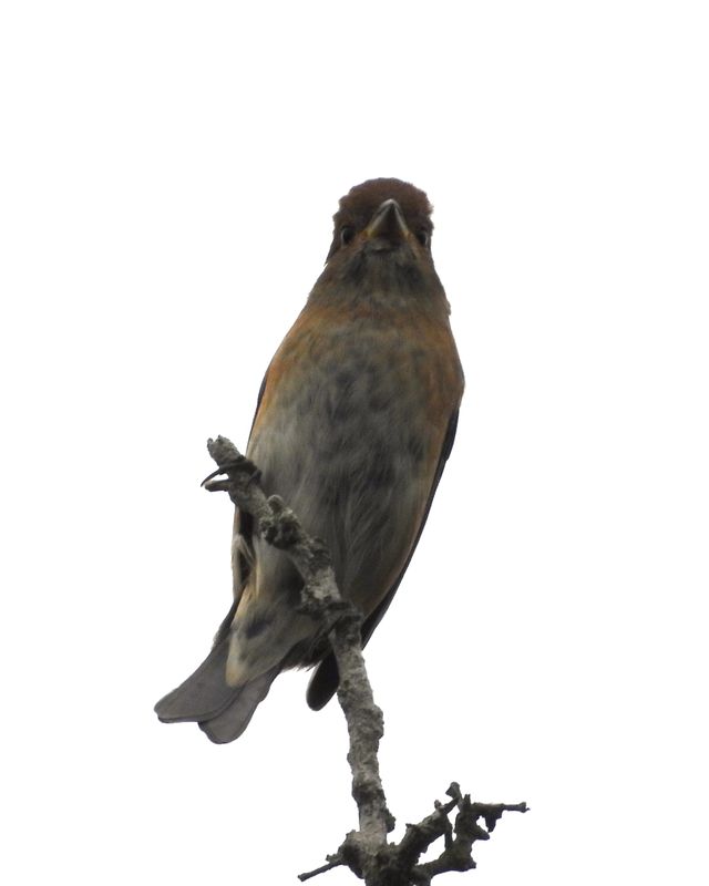 INDIGO BUNTING (female)
