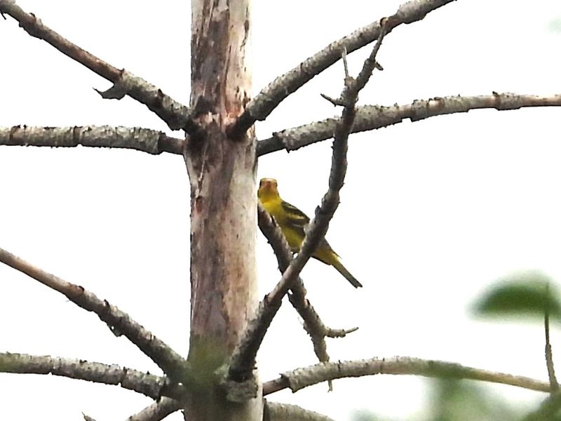 WESTERN TANAGER