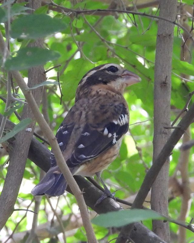 ROSE- BREASTED GROSBEAK