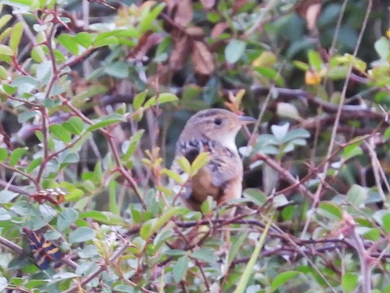 SEDGE WREN
