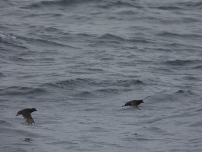 WHISKERED AUKLET