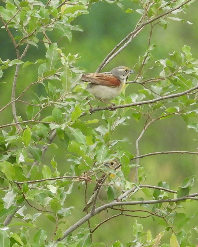 DICKCISSEL (pair)