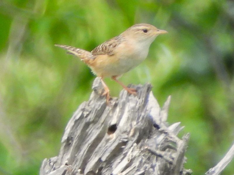 SEDGE WREN