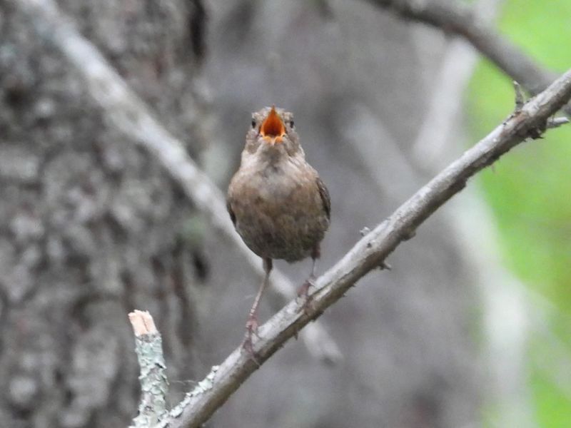 WINTER WREN
