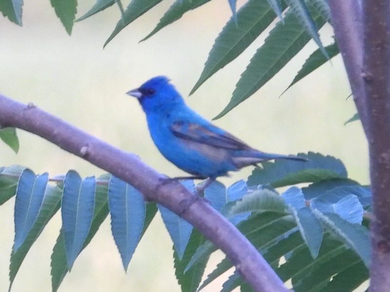 INDIGO BUNTING (male)