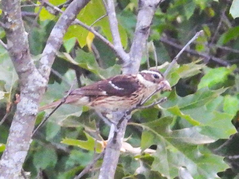 ROSE-BREASTED GROSBEAK (female)