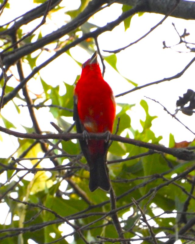 SCARLET TANAGER