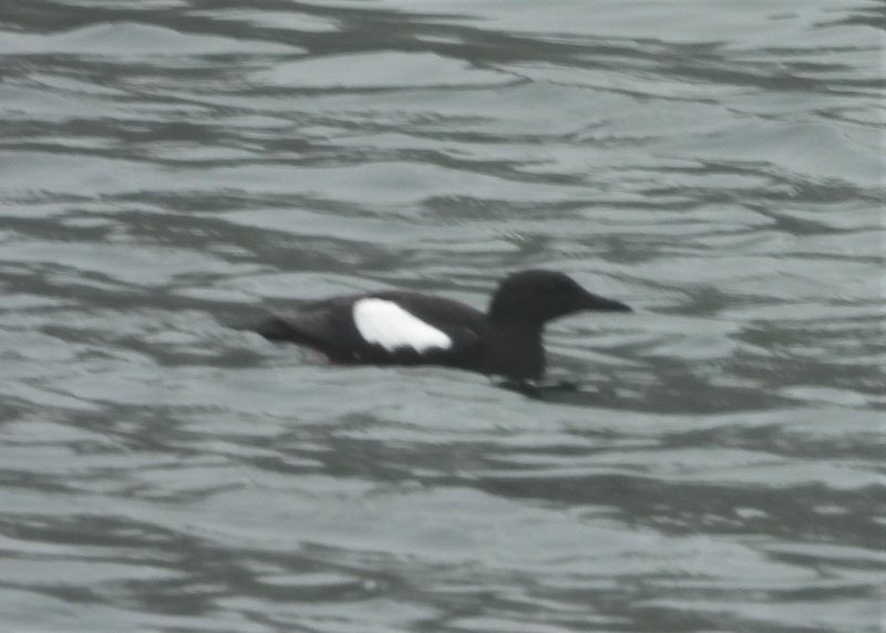 BLACK GUILLEMOT