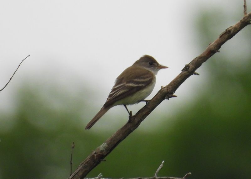 WILLOW FLYCATCHER