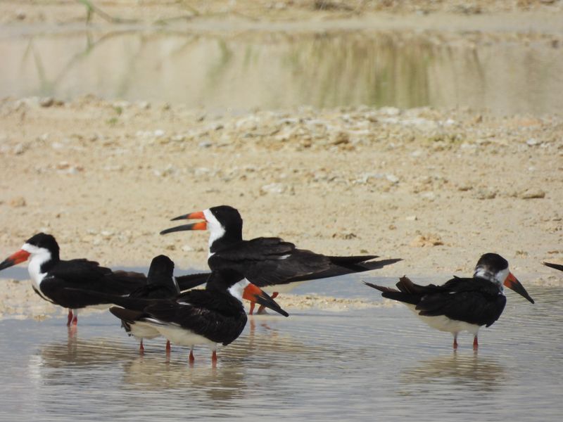 BLACK SKIMMER