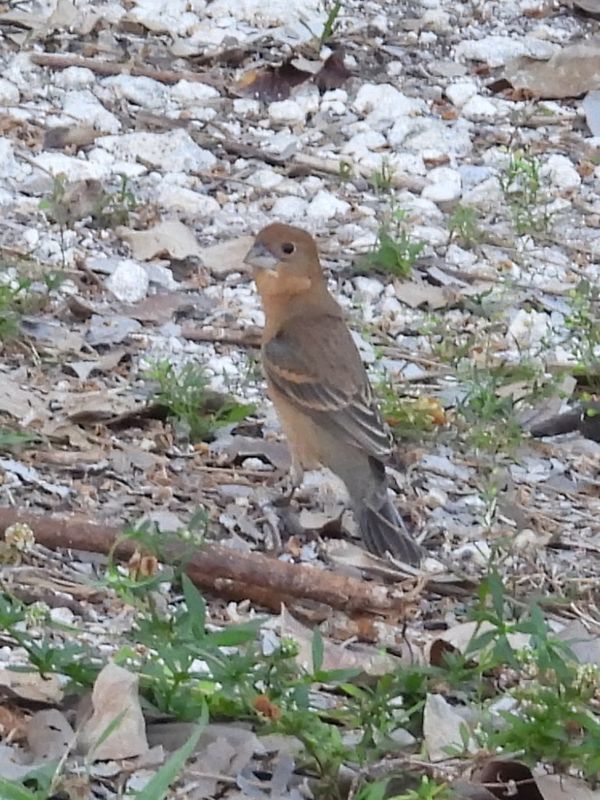 BLUE GROSBEAK (female)