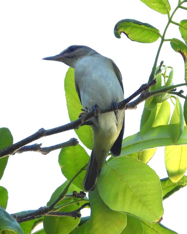 BLACK-WHISKERED VIREO