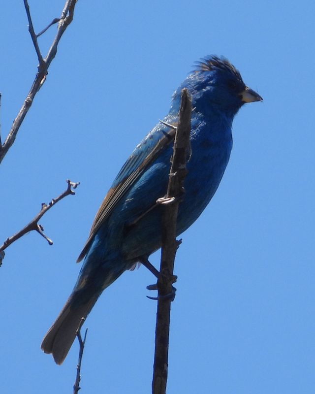 INDIGO BUNTING (male)