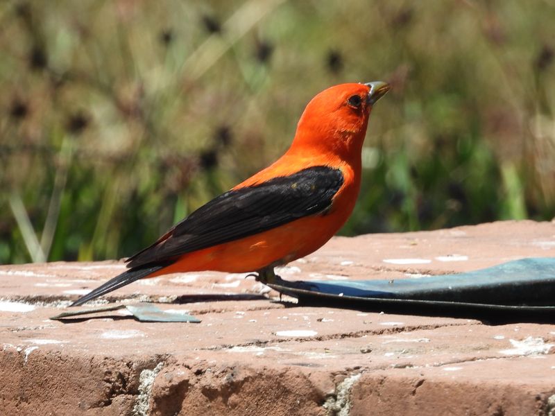 SCARLET TANAGER
