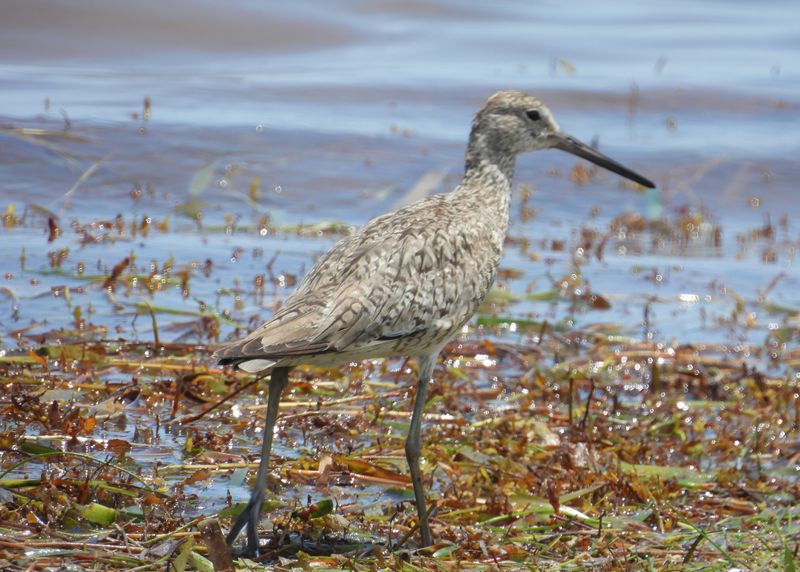 WILLET (alternate)