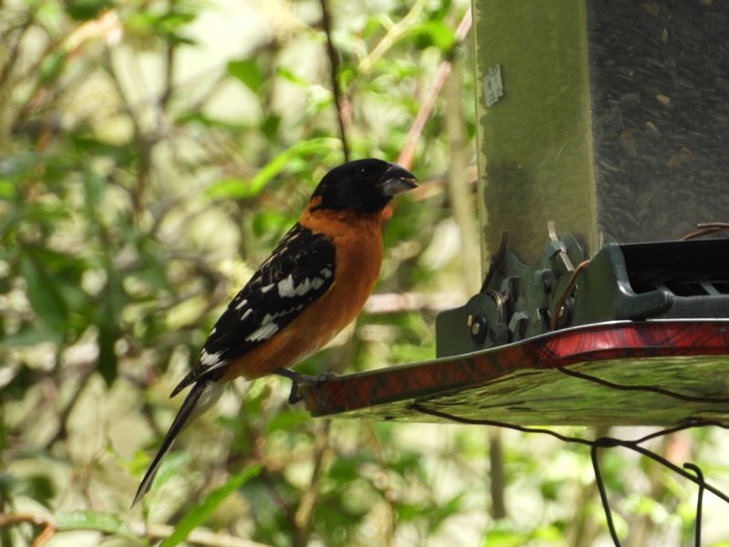 BLACK-HEADED GROSBEAK