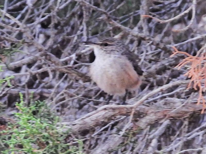 ROCK WREN