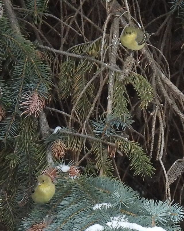 LESSER GOLDFINCH