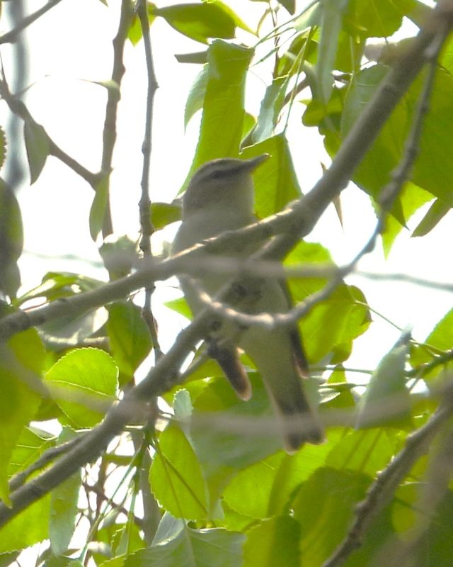 VIREOS