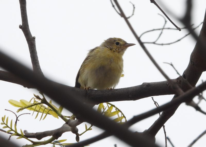 YELLOW WARBLER (female)