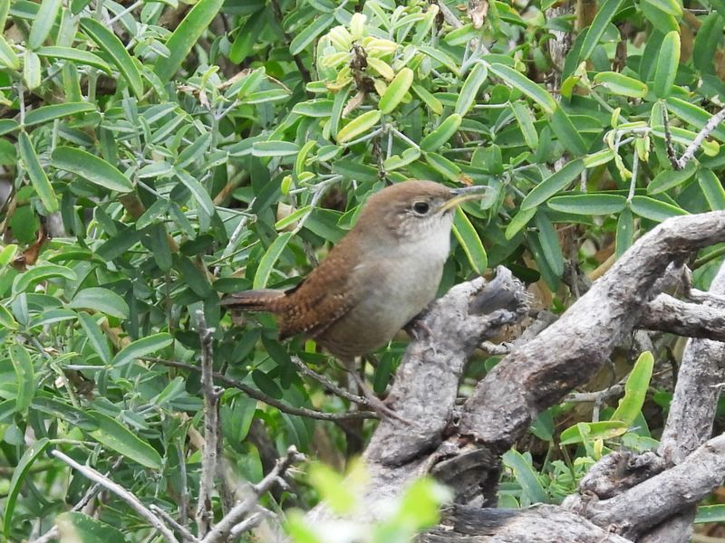 HOUSE WREN