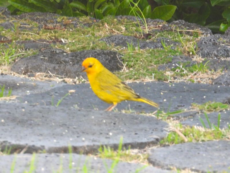SAFFRON FINCH