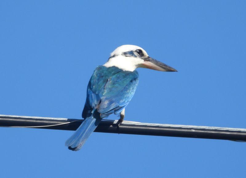 MARIANA KINGFISHER