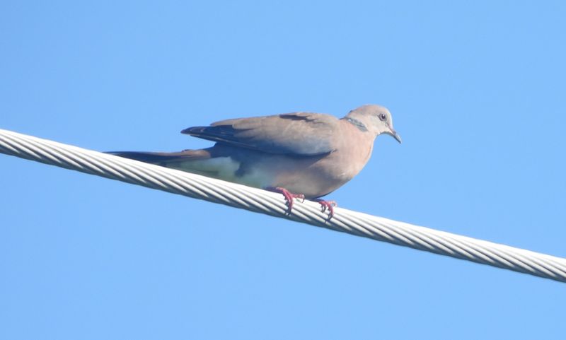 PHILIPPINE COLLARED-DOVE