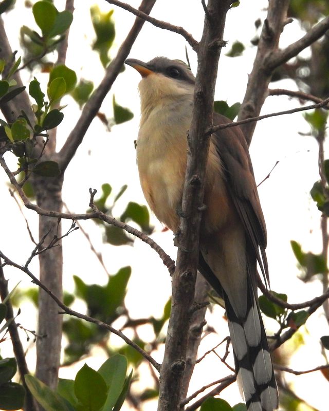 CUCKOOS