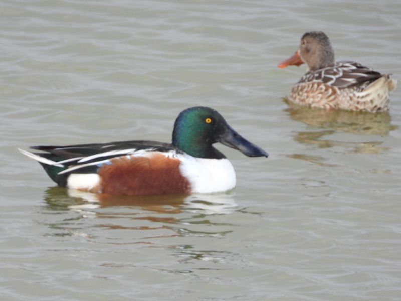WATERFOWL