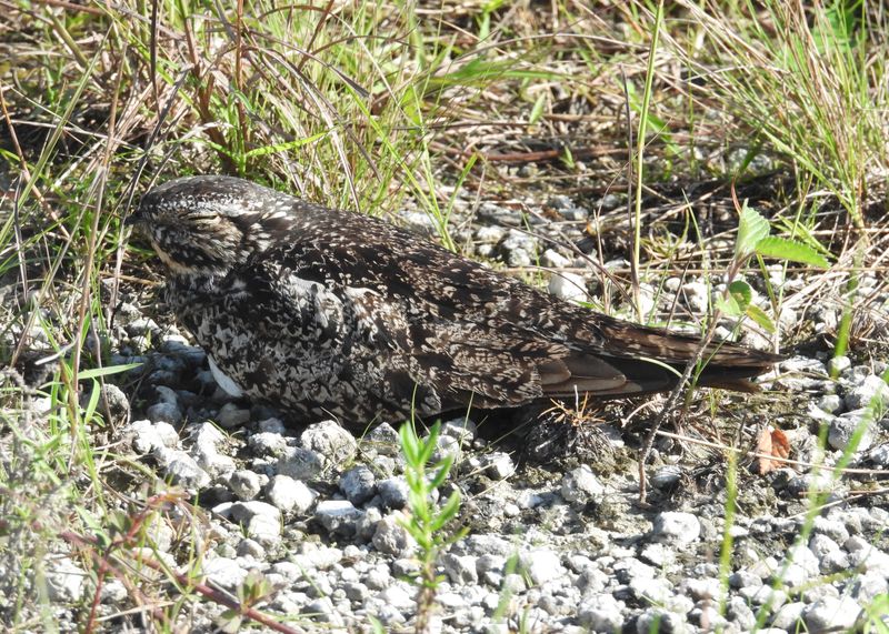 NIGHTJARS
